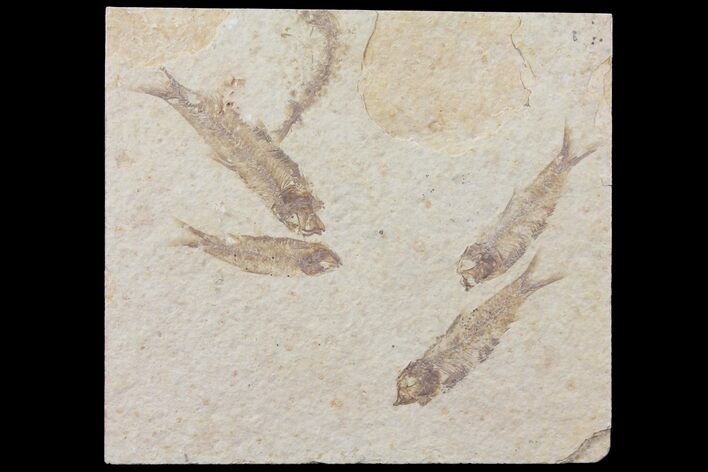Fossil Fish (Knightia) Plate- Wyoming #111238